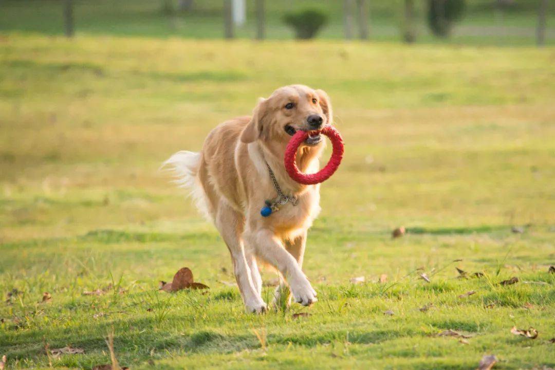 精选训练犬只，诚意推荐，美好家庭新伙伴！